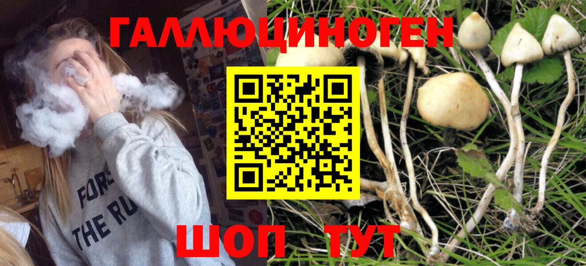 Псилоцибиновые грибы Psilocybine cubensis Котельники